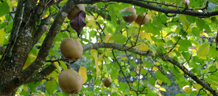 Taille d’arbres fruitiers à Brest (29200) dans le Finistère (29)