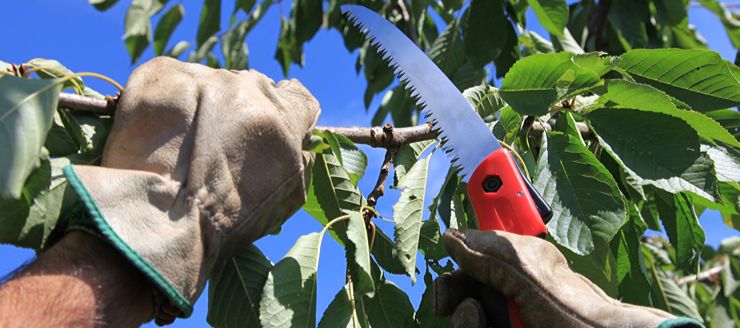 Contactez Asm Elagueur Grimpeur pour l'élagage de vos arbres à Brest (29200) dans le Finistère (29)