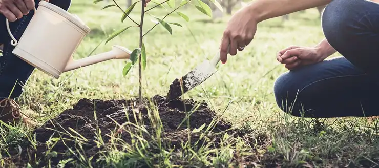 Plantation d’arbres à Brest (29200) dans le Finistère (29)