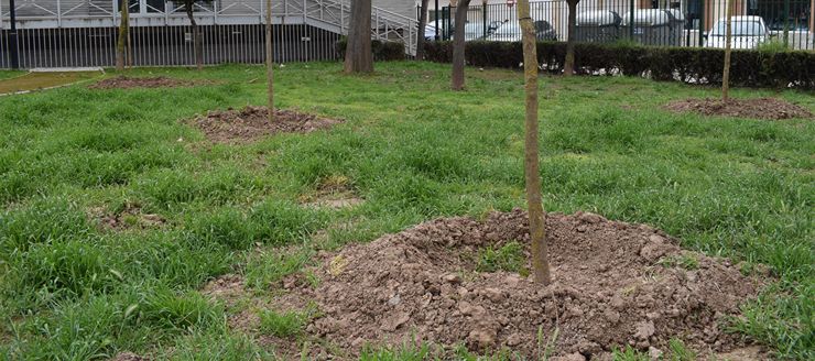 Contactez Asm Elagueur Grimpeur pour l'élagage de vos arbres à Brest (29200) dans le Finistère (29)