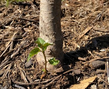 Plantation d’arbres à Brest (29200) dans le Finistère (29)