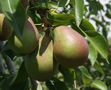 Taille d’arbres fruitiers à Brest (29200) dans le Finistère (29)